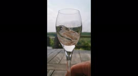 Wine glass slow motion