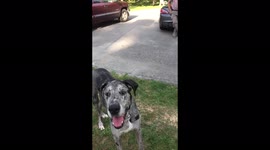 Great Dane slow motion leaping and catching bandanna in mouth!