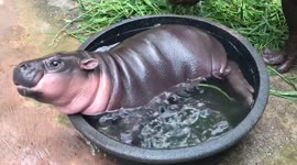 Baby hippo cools off in basin with water during hot summer in Thailand