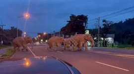 Herd of 37 elephants cross mountain road together in Thailand