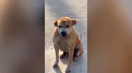 Fierce dogs snarl at each other and turn calm when gate is opened