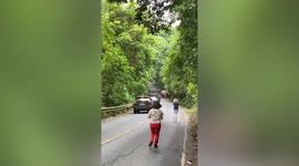 Wild elephant holds up traffic after it strolls on mountain road