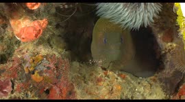 moray eel teeth cleaning, diving, raja ampat, komodo, indonesia