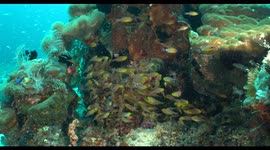 reef, fish, small school, indonesia, diving, raja ampat, komodo