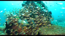 reef, fish, small school, indonesia, diving, raja ampat, komodo 2