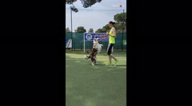 'Training Border Collie for the European Dog Dance Championship '
