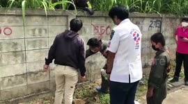 Hapless dog rescued after getting head stuck in wall in Thailand