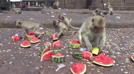 Wealthy local donates food to monkeys going hungry during Covid-19 in Thailand