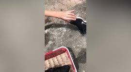 There's a snake in my shoe! Woman finds PYTHON hiding in Nike sneaker