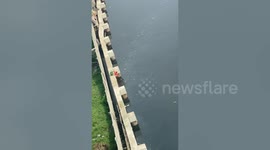 Heartwarming moment puppy stranded in dirty river is rescued