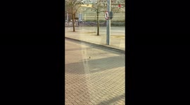 'Hangry Seagull Tries to Catch a Rat *Nail-Biting Chase*'