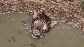 Leopard rescued after plunging into 20-feet-deep well in northeastern India