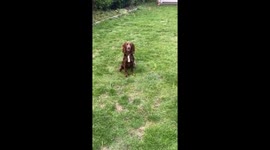 'Charming Dog Obeys Owner's Instructions & Performs Cool Tricks'