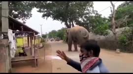 Wild tusker strays inside village, send panic among villagers in eastern India