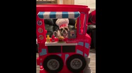 When your dog gets a summer job on a food truck to pay for dog treats.