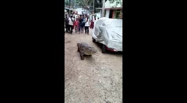 Locals stunned when huge wild CROCODILE wanders into their Indian village