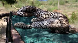 Female Panther dies of Hunger and Thirst, Dead body found in a village of Rajasthan, India