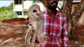 Barn owl attacked by flock of crows rescued in southern India