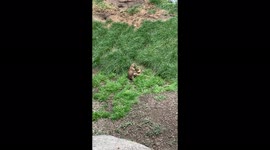 Prairie dog Wrestling and Playing at Detroit Zoo