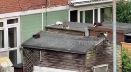 A group of cats enjoy British summer evening on the roof of garden sheds