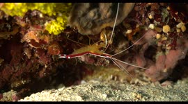 upside down shrimp, underwater, diving, scuba, wildlife, indonesia
