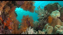 reefscape, coral reef, soft coral, colors, underwater, indonesia, wildlife