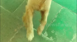 My beautiful golden retriever dog is completely mad at me whenever I came home from outside