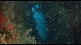 school of fish, indonesia, reef, raja amapat, komodo, diving, nature
