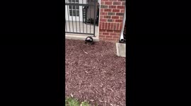 Bird is about to put her eggs in the nest so she will come in and out of the nest