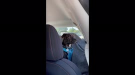 My puppy crying while one of us get out of the car because he has separation anxiety
