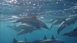 Amazing encounter with wild dolphins in Marsa Alam, Egypt, Coraya bay #1