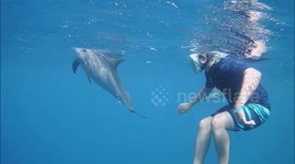 Amazing encounter with wild dolphins - Egypt, Marsa Alam, Coraya bay #3