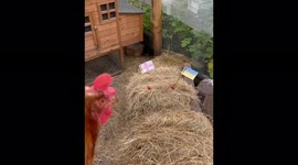 Chicken predicts England will beat Ukraine in must-win Euro 2020 match