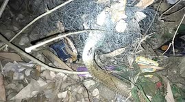 venomous snake was found trapped in a fishing net in eastern India, prompting snake rescuers to arrive and cut it free. in eastern India