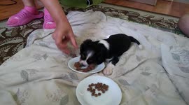 Small puppy (King Charles Cavalier) eating food