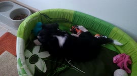 Small puppy (King Charles Cavalier) playing with his toys