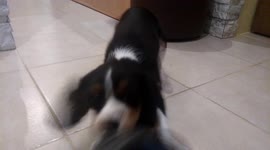Small puppy (King Charles Cavalier) really wants my sandals