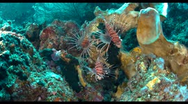 lion fish, reef, indonesia, komodo, raja ampat, underwater, wildlife