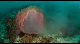 wildlife, sponge, spawning, reef, indonesia, diving, raja ampat, komodo
