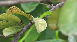 Oriental whip-snake creeps on a tree in a resident's garden