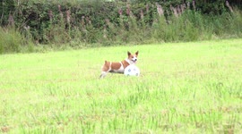 A footballer dog shows his amazing dribble skills!