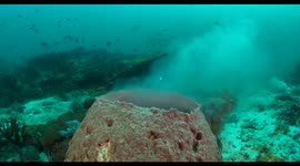 wildlife, sponge, spawning, reef, indonesia, diving, raja ampat, komodo 2