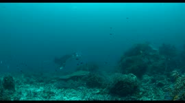 manta, indonesia, komodo, raja ampat, diving, scuba, underwater
