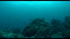 manta, indonesia, komodo, raja ampat, diving, scuba, underwater wildlife 2