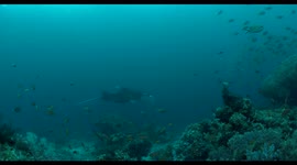 manta, indonesia, komodo, raja ampat, diving, scuba, underwater, wildlife, nature, ocean, world 3