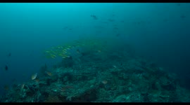 indonesia, komodo, raja ampat, diving, scuba, underwater, wildlife, nature, ocean, world, fish, reef scape