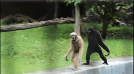 Funny gibbons walk like humans inside National Zoological Park