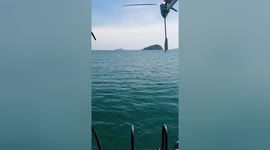 Pet dog swims in sea ‘like a friendly dolphin’