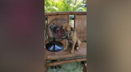 Pet dog almost falls asleep while cooling off in front of electric fan