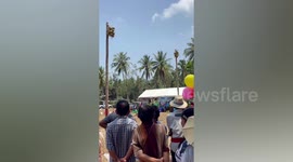 Two pig-tailed macaques take part in coconut picking race during Thai festival